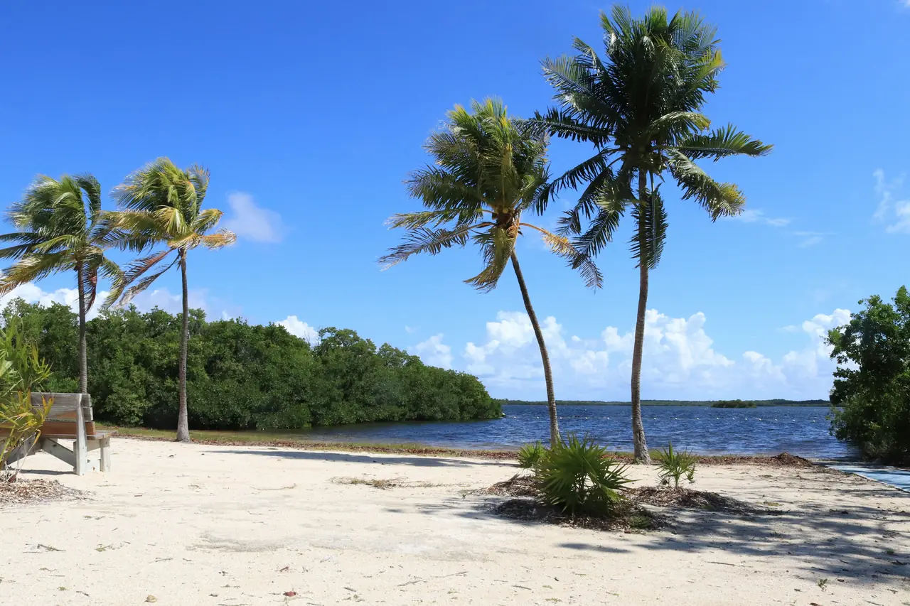 Palm trees in the beach.