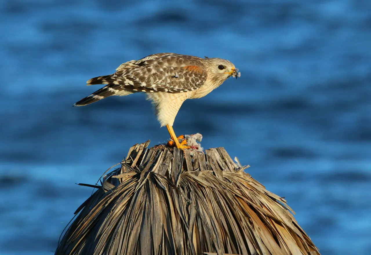 Red-shouldered Hawk on his nest.